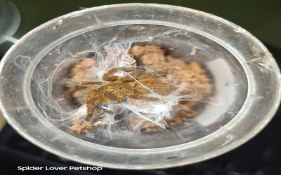 pterinochillus murinus juvie Female tarantula